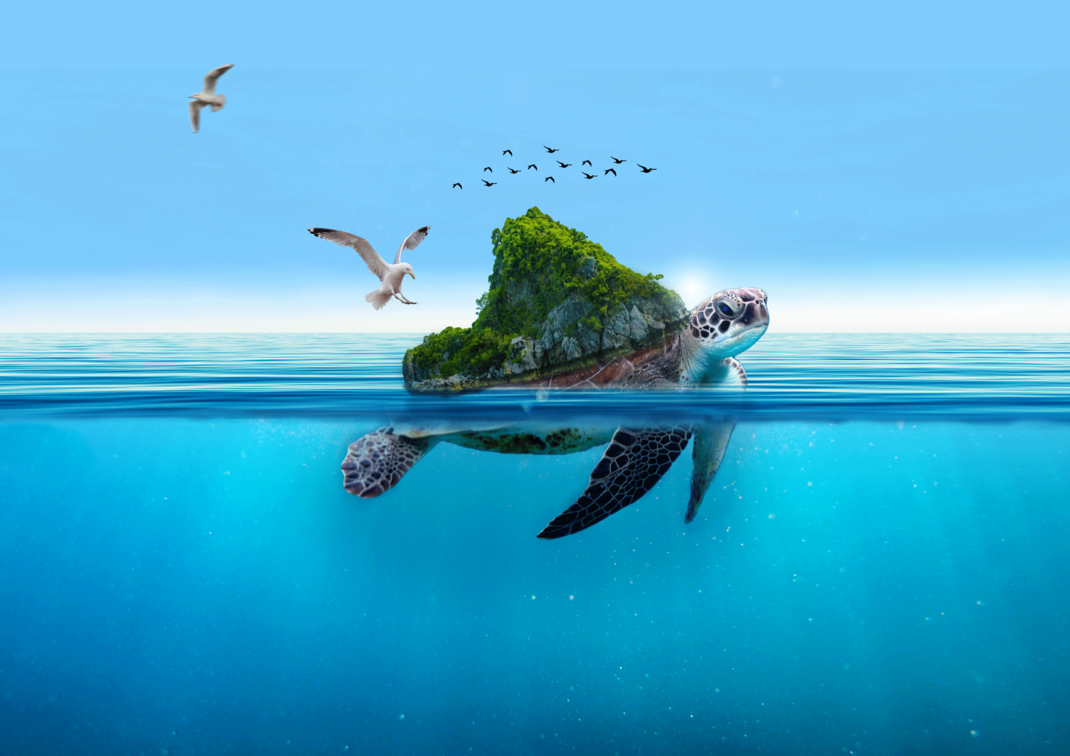 Réalisation pratique d'une affiche produit mettant en scène la 'Tortue Île', façonnée avec précision grâce à l'outil Photoshop, illustrant mes compétences en design graphique.